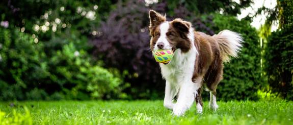 Is'n Hund - Dein Hund, Hundetraining und Verhaltensberatung mit Alexandra Osterkorn