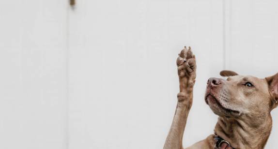 Is'n Hund - Dein Hund, Hundetraining und Verhaltensberatung mit Alexandra Osterkorn