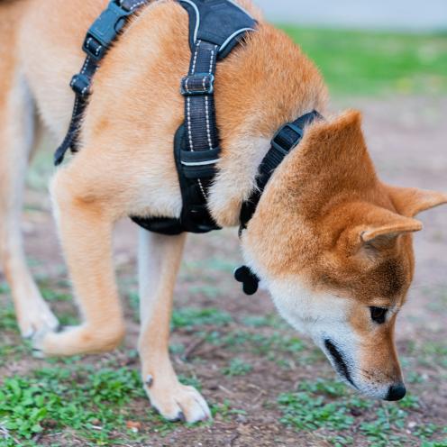 Mantrailing-Kurs Alexandra Osterkorn